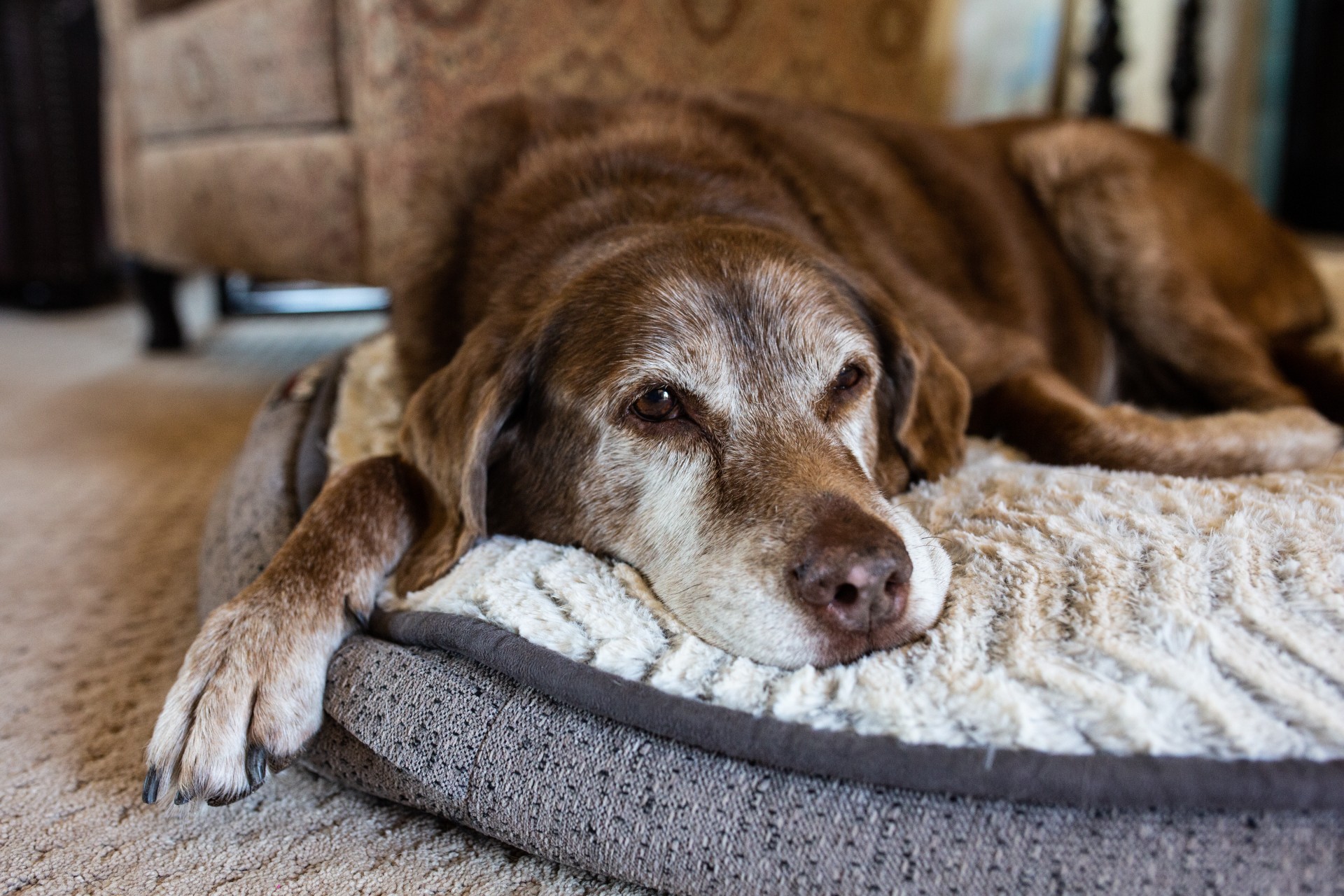 Hvordan beregne en hunds alder: Ett menneskeår er ikke lik syv hundeår