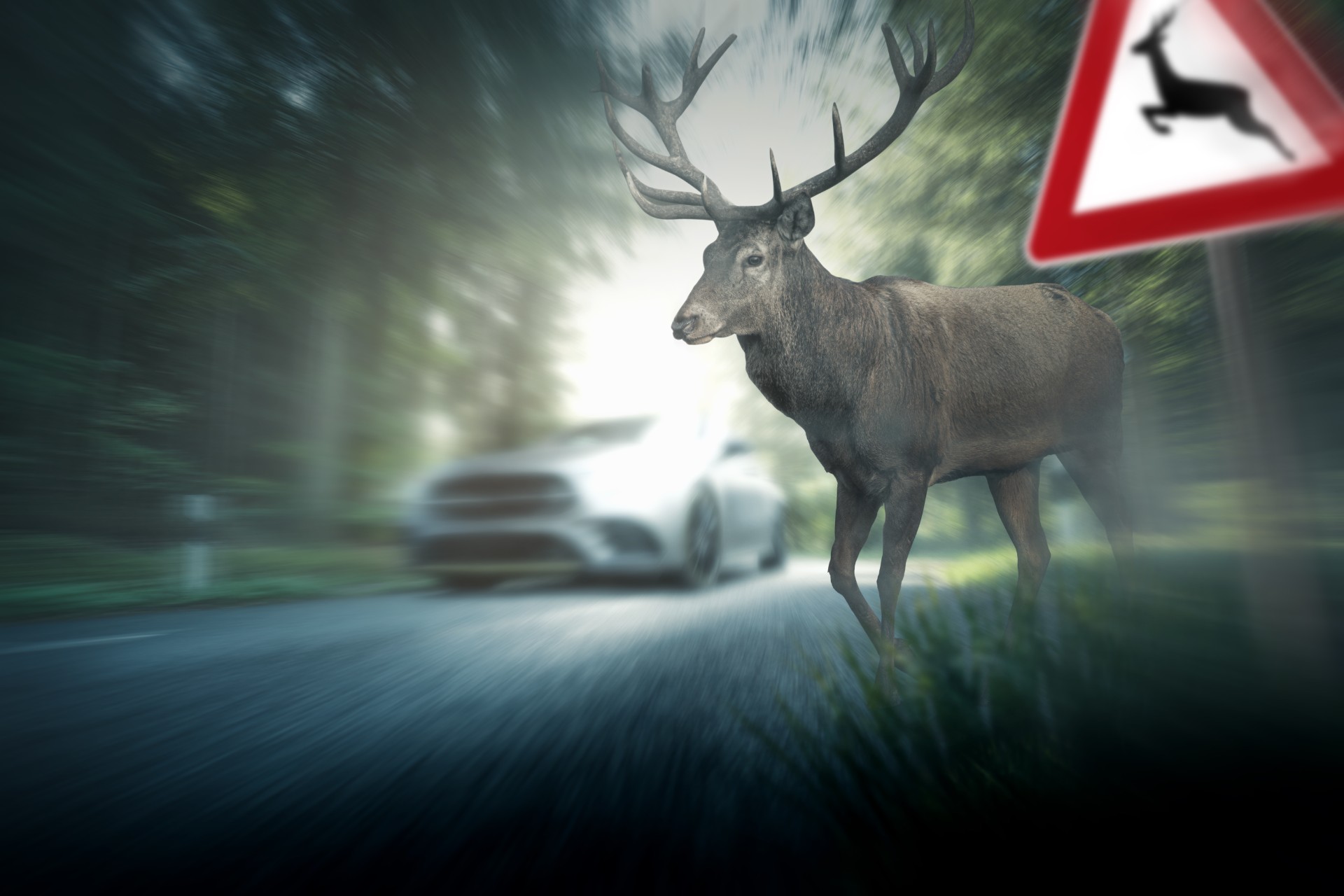 Vær oppmerksom på dyr i veibanen – 1 av 3 viltpåkjørsler skjer mot slutten av året