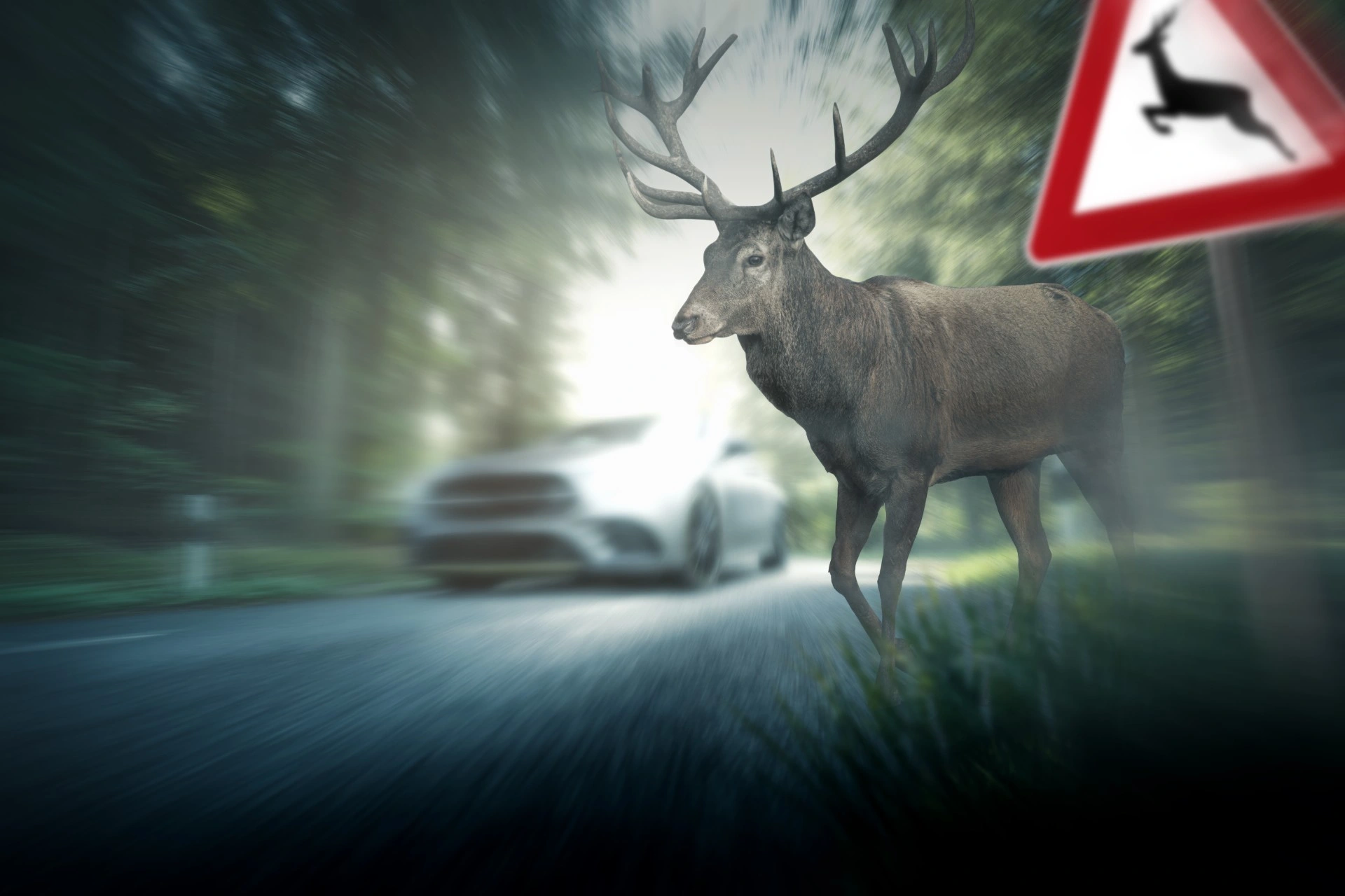 Vær oppmerksom på dyr i veibanen – 1 av 3 viltpåkjørsler skjer mot slutten av året