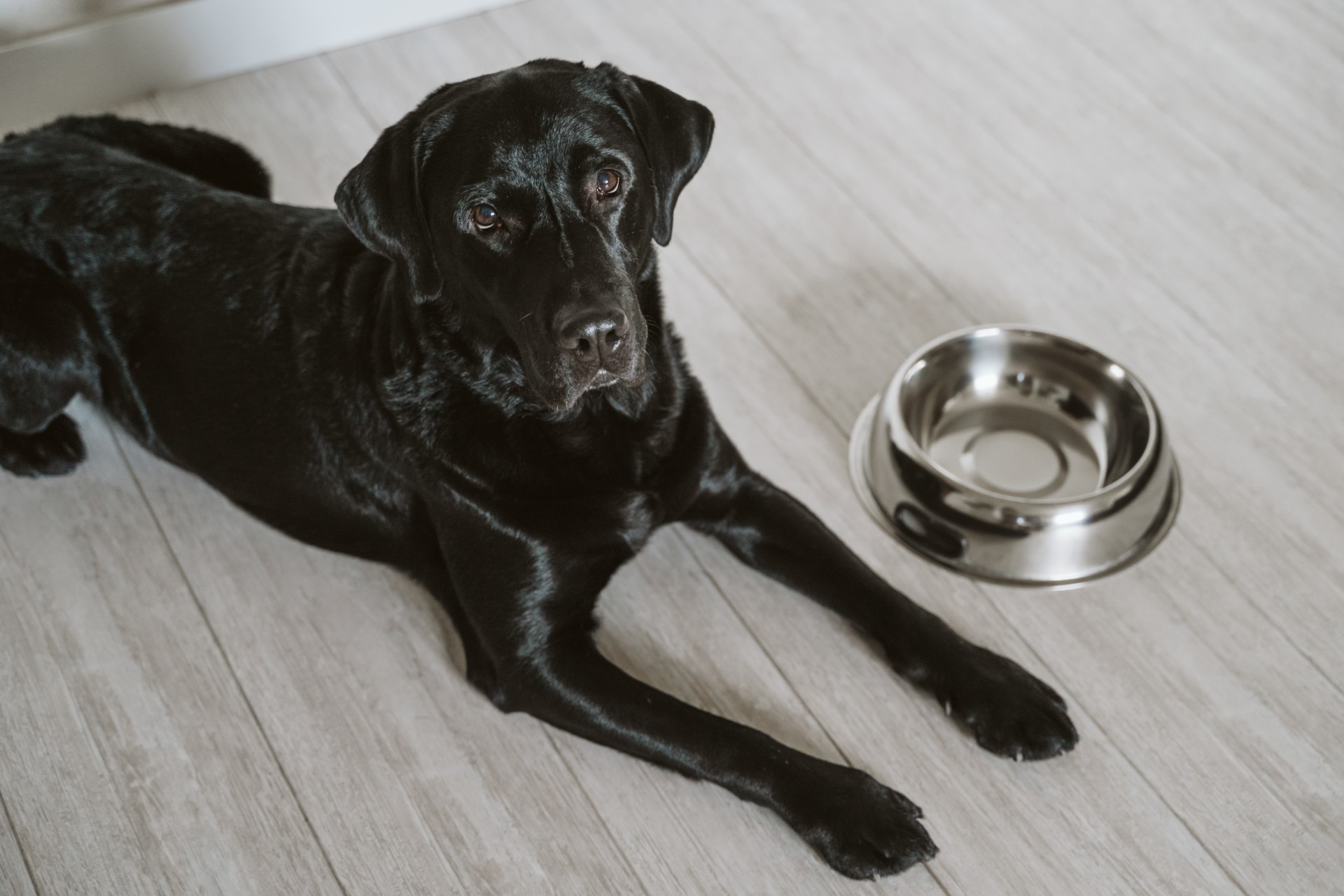 Kan labradoren din også spise uendelig mye? Nå har forskerne funnet forklaringen