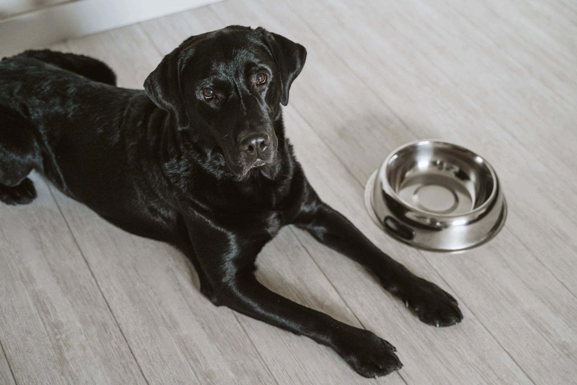 Kan labradoren din også spise uendelig mye? Nå har forskerne funnet forklaringen