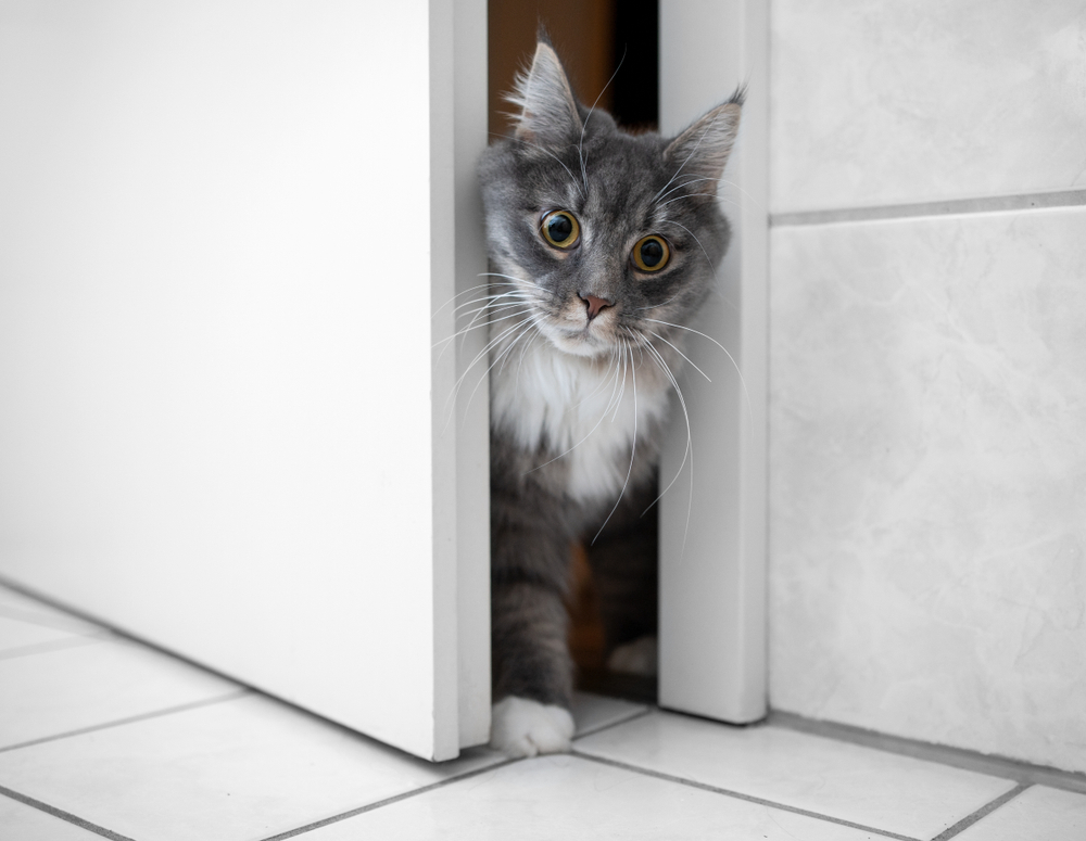 Derfor følger katten din deg på do – og det handler ikke bare om nysgjerrighet