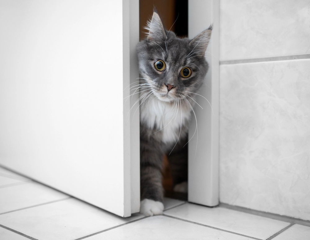 Derfor følger katten din deg på do – og det handler ikke bare om nysgjerrighet