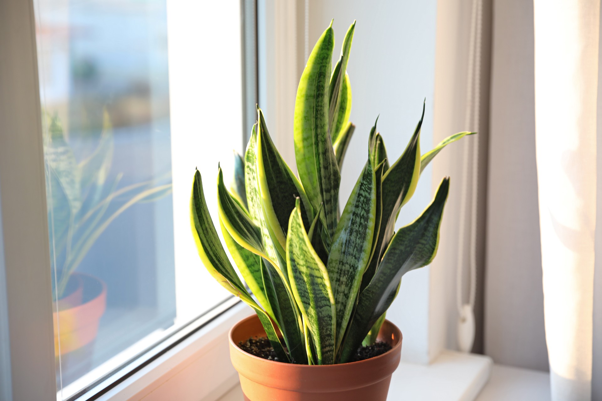 Den perfekte stueplanten for de som har drept hver plante de noen gang har hatt