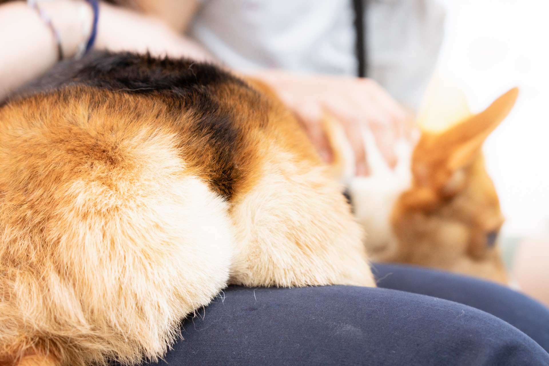 Hvorfor fiser hunder? Slik kan du holde hunden din fisefri