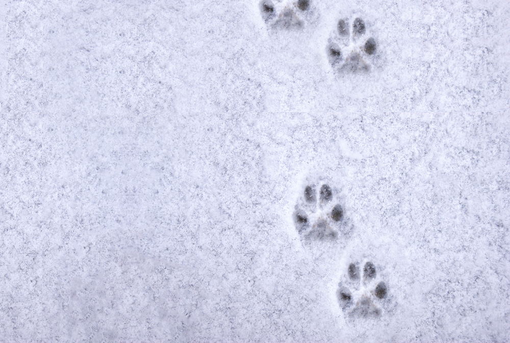 Rabies påvist – myndighetene advarer