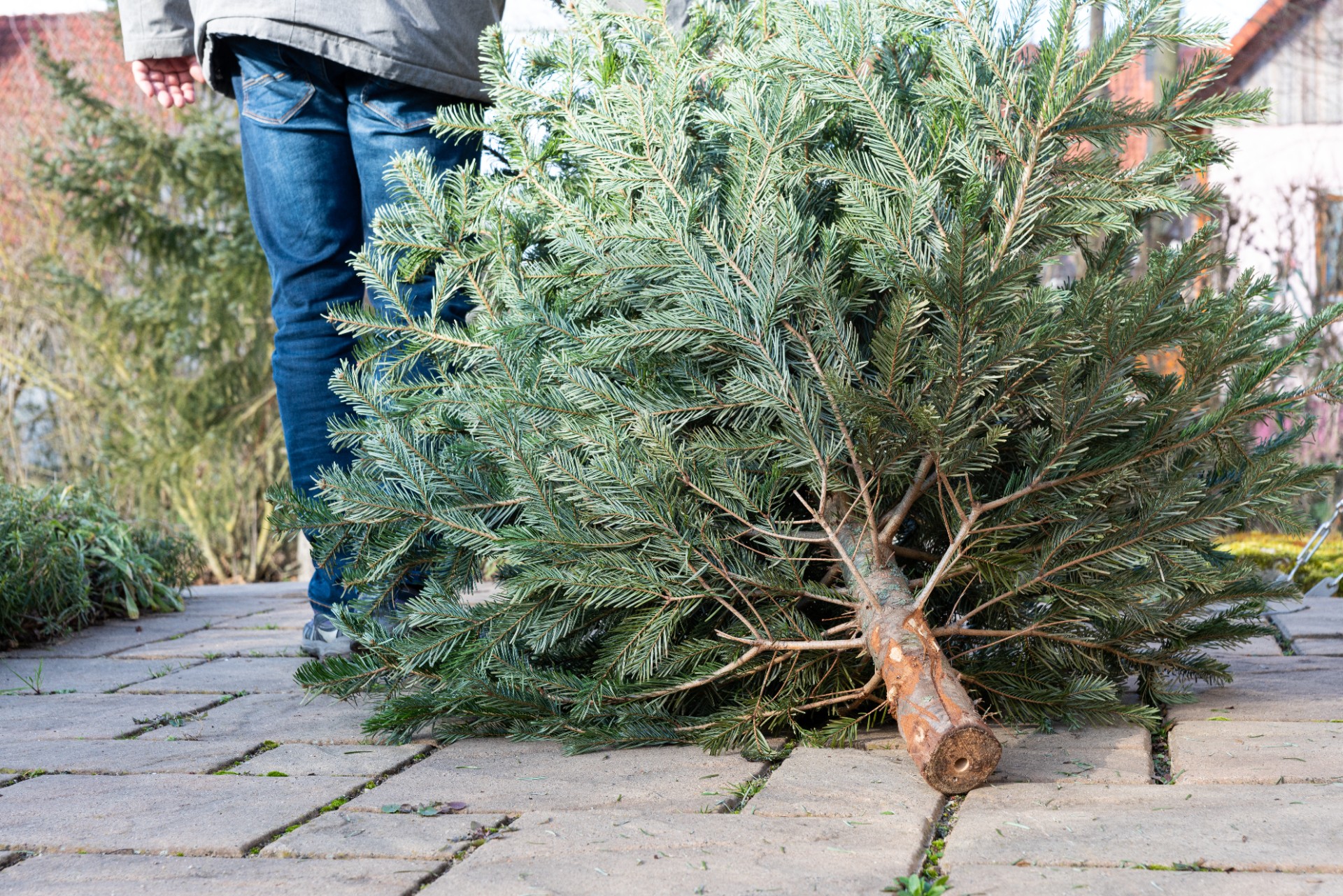 Slik feirer du en klimavennlig jul – gode råd for treet, maten og gavene