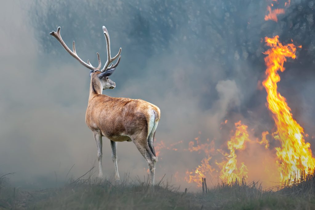Skogbranner er ikke under kontroll
