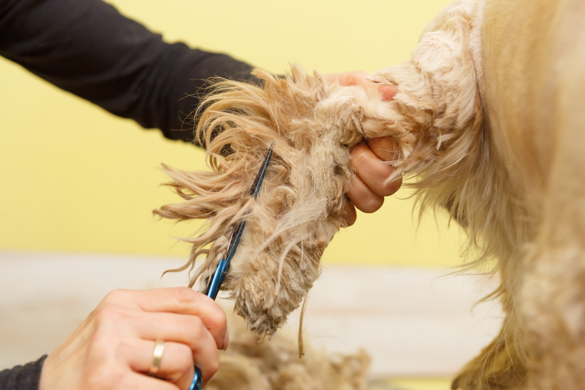 Hundeklipp endte i katastrofe