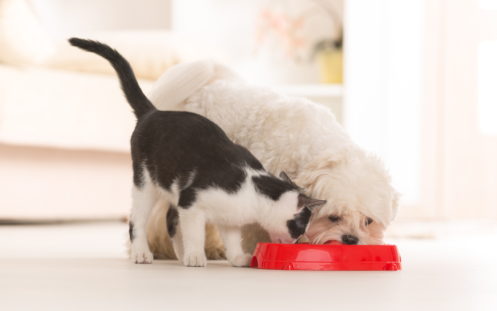 Disse hverdagslige tingene kan ta livet av hunden eller katten din