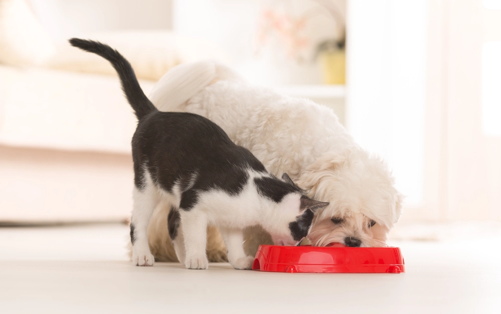 Disse hverdagslige tingene kan ta livet av hunden eller katten din