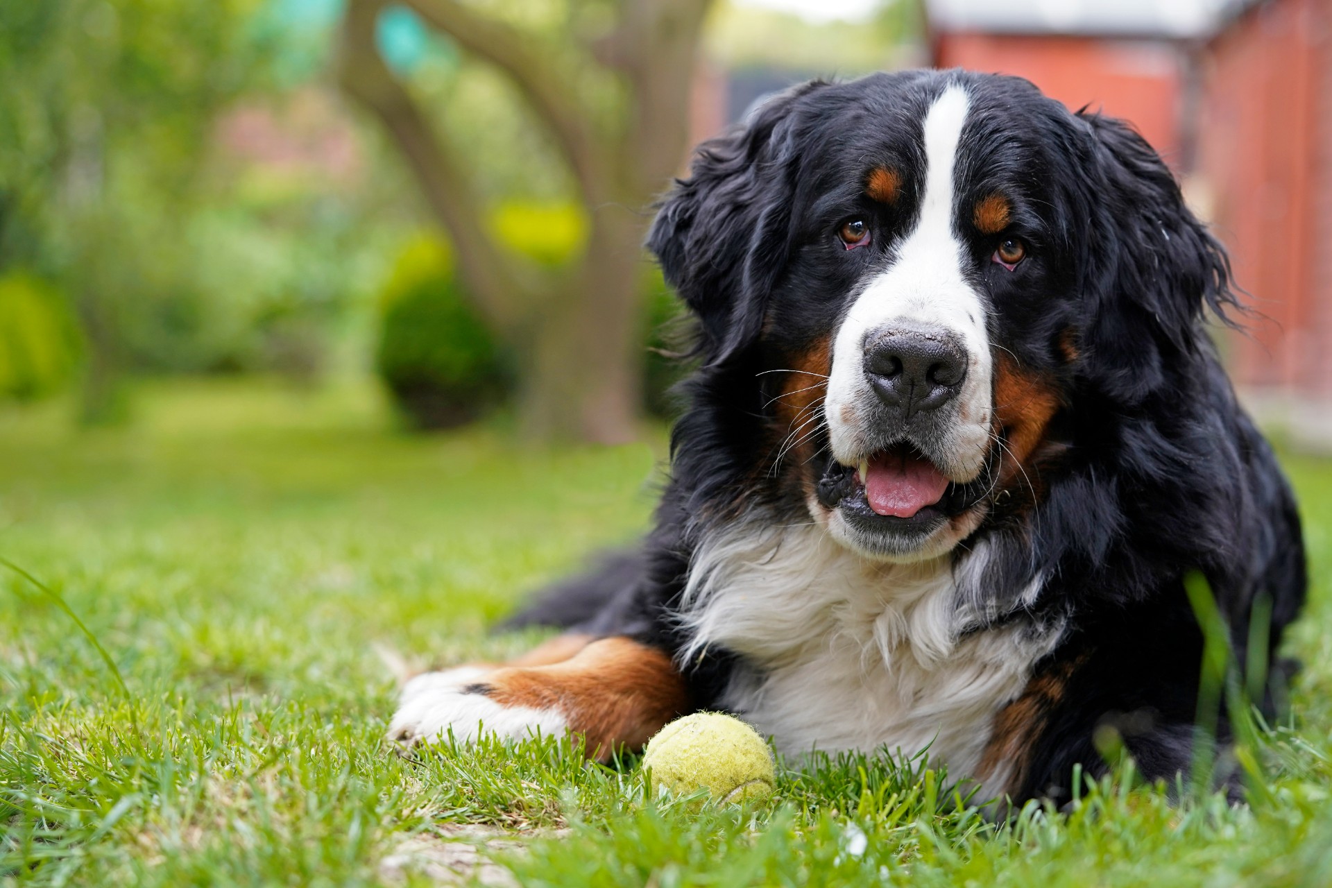 Hvilke fargeleker ser hunden din? Her er de beste valgene