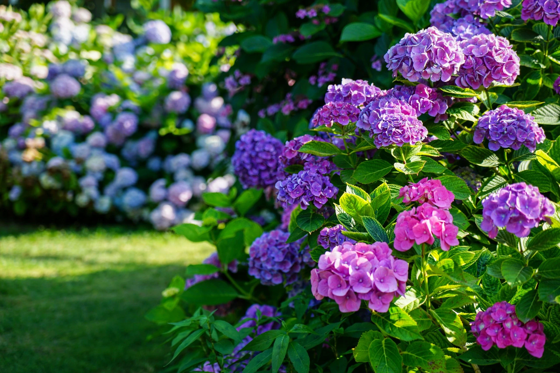 Gartneren avslører viktige råd for at hortensiaene dine skal blomstre i sommer