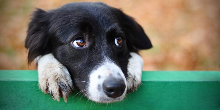 Ny studie mener: Dette bør du alltid gjøre før du forlater hunden din