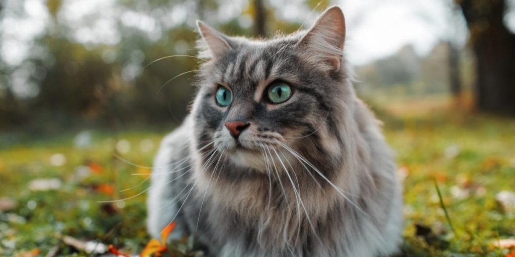 Forskere jubler: Nå kan kattallergikere snart få allergivennlige katter med pels