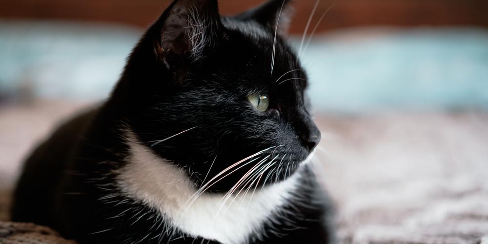 Mann begraver katten sin i hagen: Plutselig oppdager han hva han har gjort