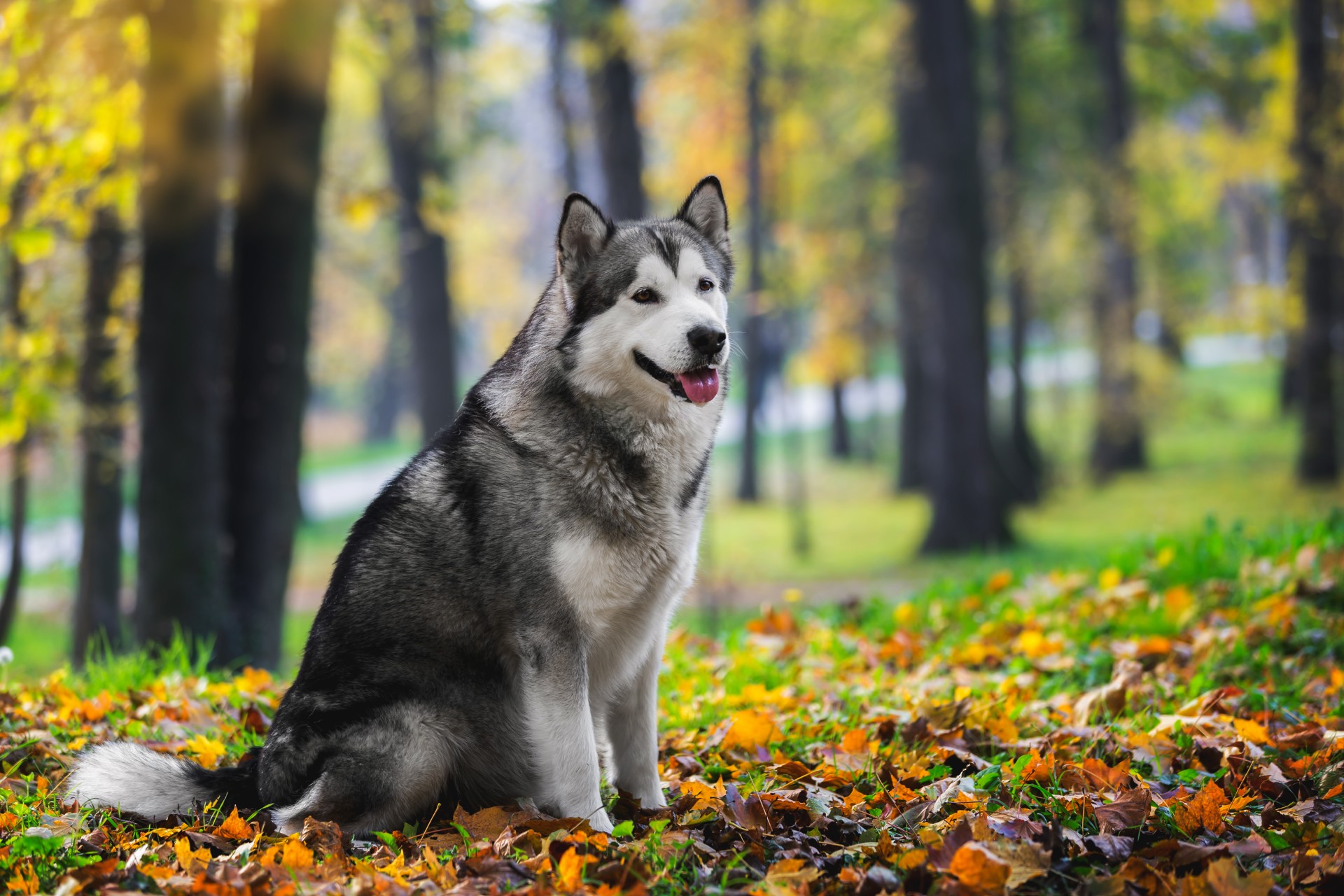 Ny advarsel for hundeeiere: Ikke ignorer disse tre tegnene