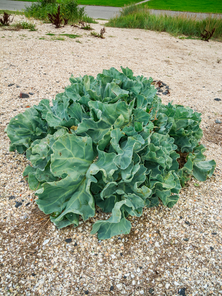 Strandkål – plukk selv gourmetplante fra norsk kystnatur