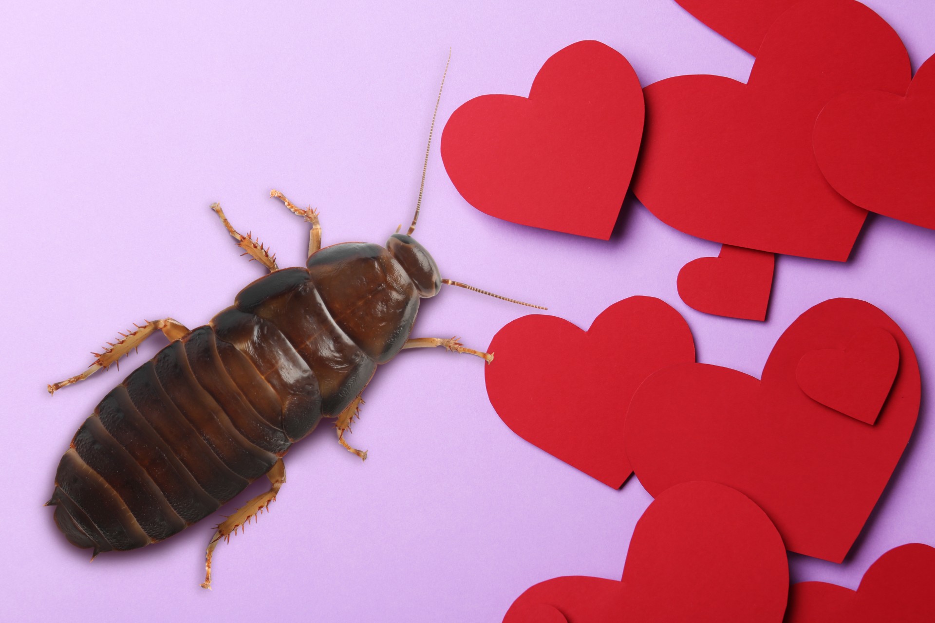 Alternativ valentinsfeiring: Her kan du navngi en kakerlakk etter ekskjæresten