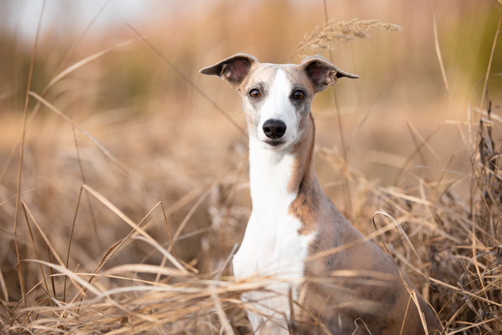 Hundetrener anbefaler denne rasen for førstegangs hundeeiere – rolig, vennlig og lett å håndtere