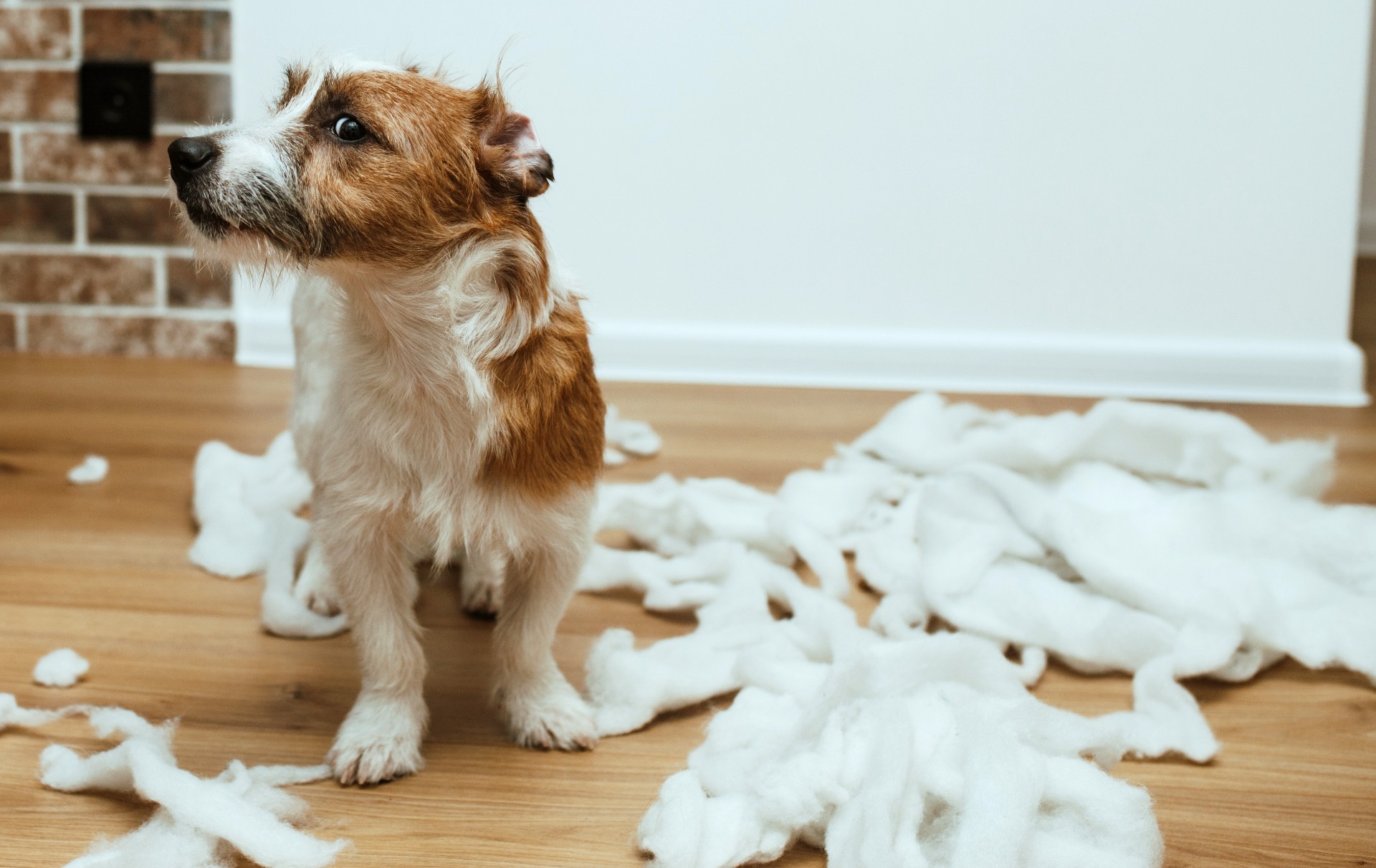 Hundetrener avslører:  Disse 3 treningstipsene kan spare deg for tusenlapper i veterinærregninger