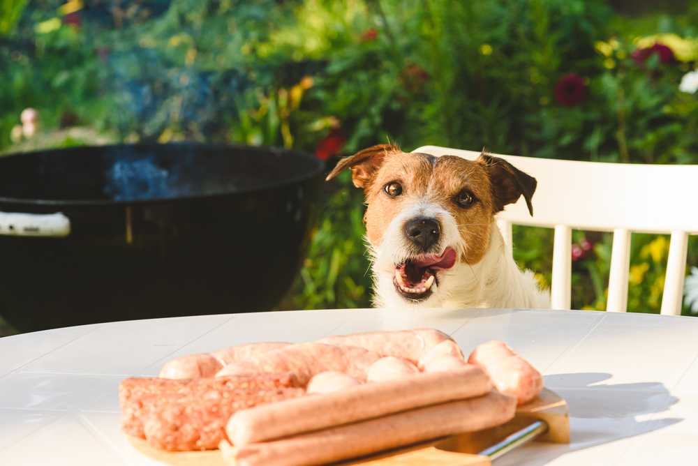 Derfor bør du ALDRI la hunden snuse på grillmaten