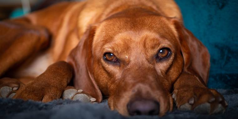 Hvorfor du ikke skal gi hunden vegansk mat