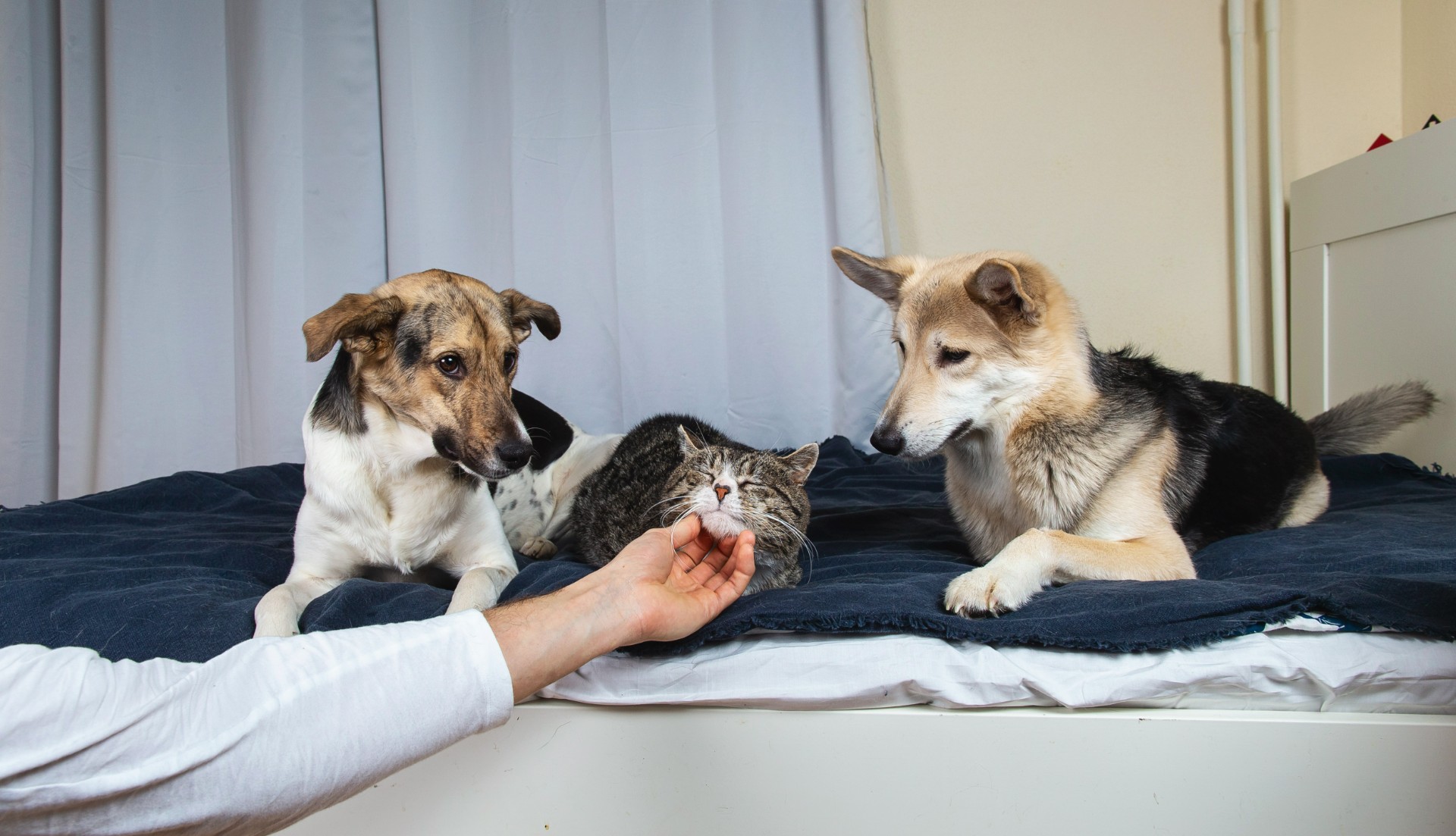 Har du en sjalu hund? Her er listen over de 10 mest sjalu hunderasene