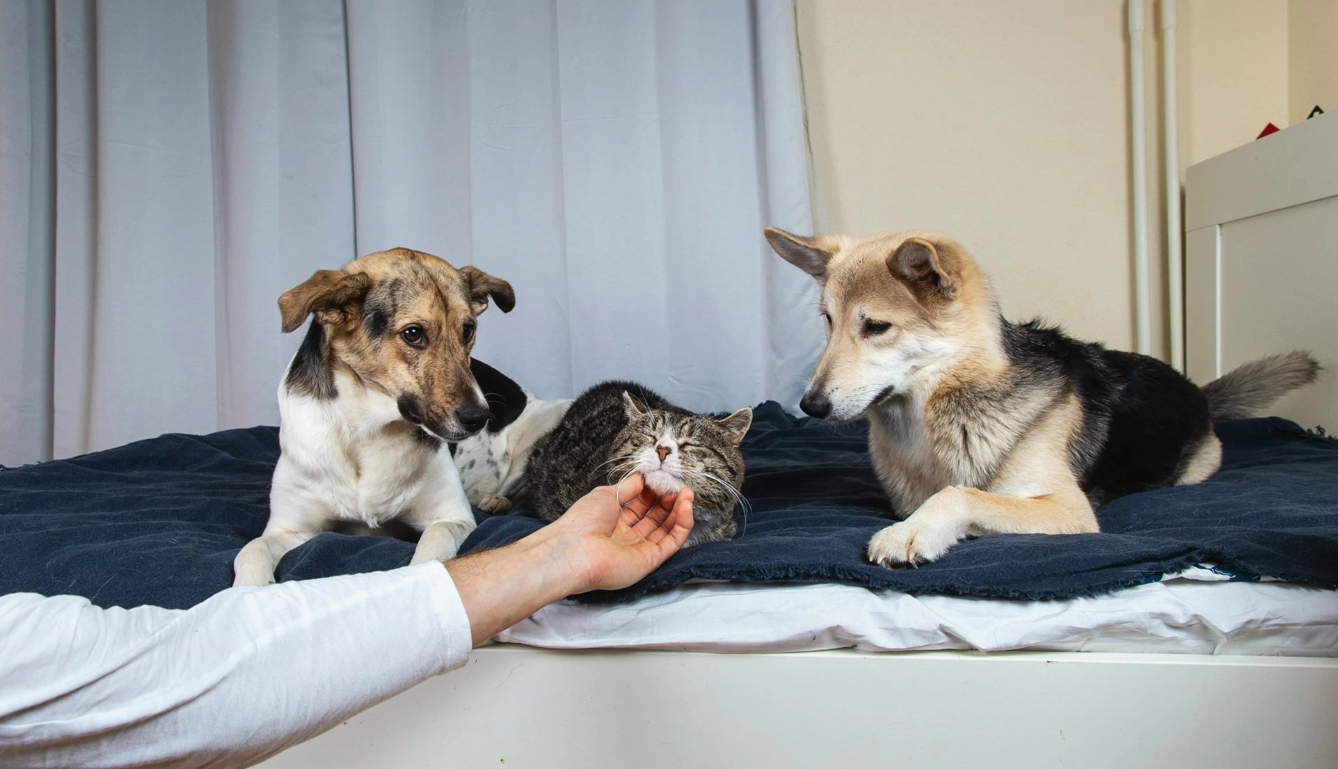 Har du en sjalu hund? Her er listen over de 10 mest sjalu hunderasene
