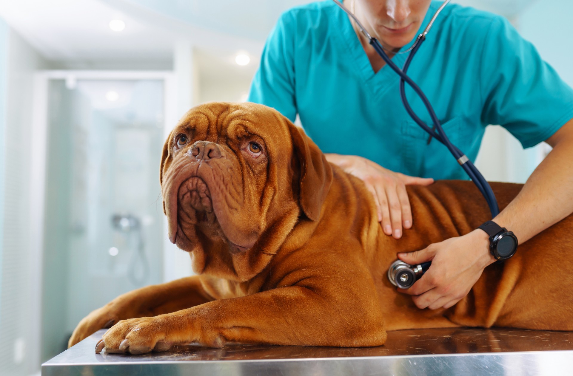 ADVARSEL I PÅSKEN: Dette kan være livsfarlig for hunden din