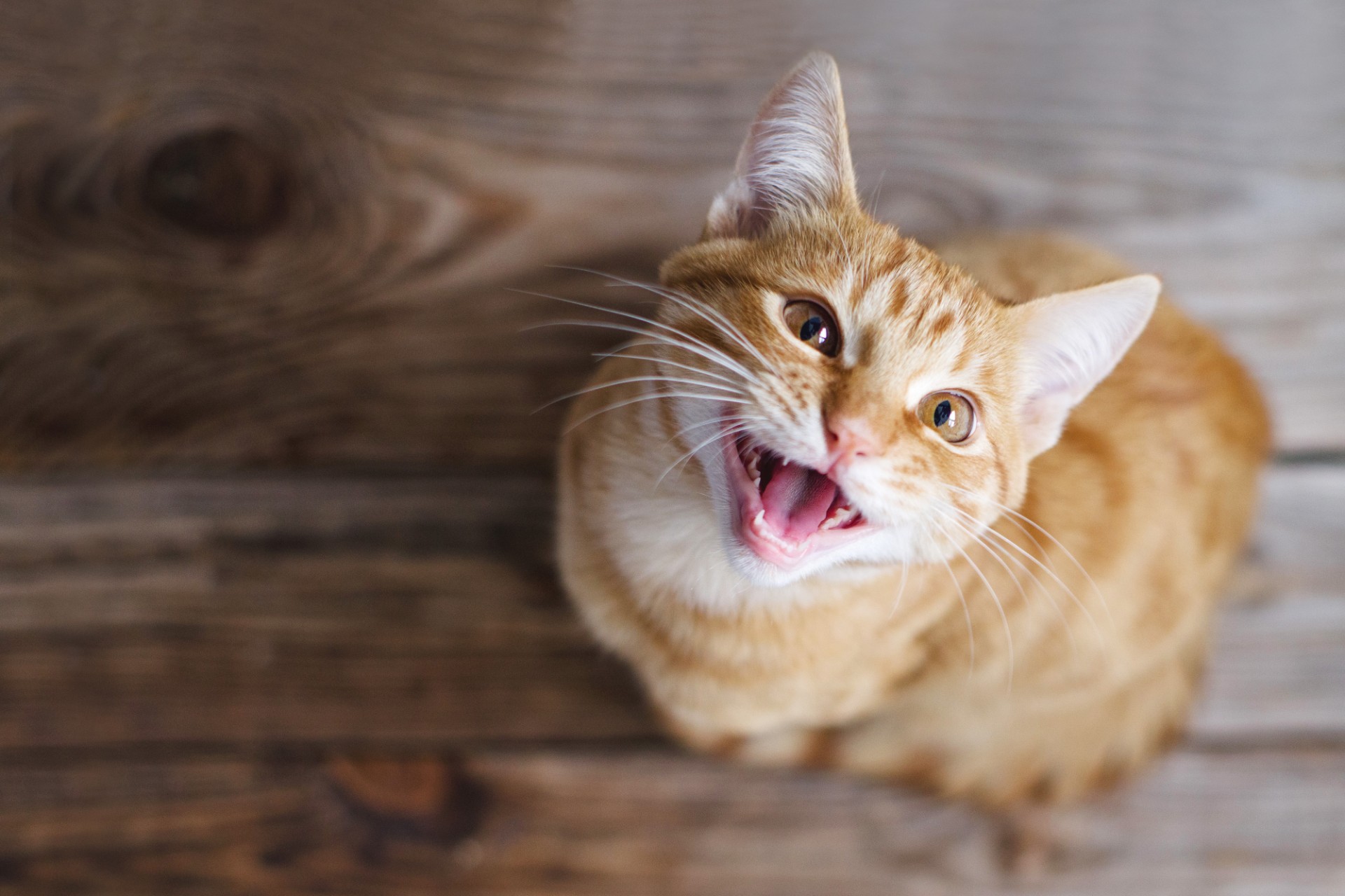 Ti ting du ikke visste om kattens samliv