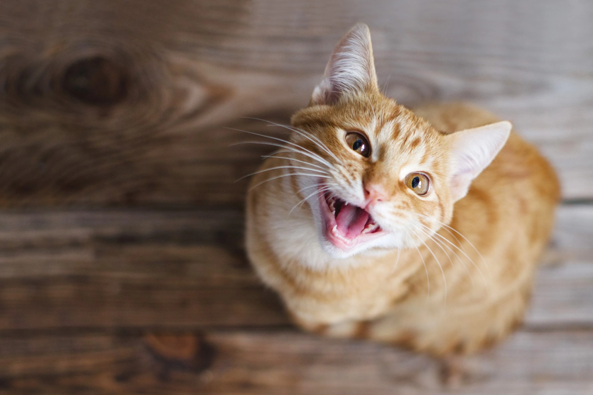 Slik unngår du tannproblemer hos katten din