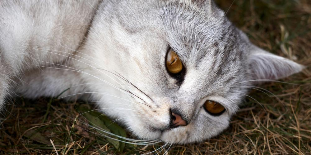 Verdens eldste katt er død. Så gammel ble den