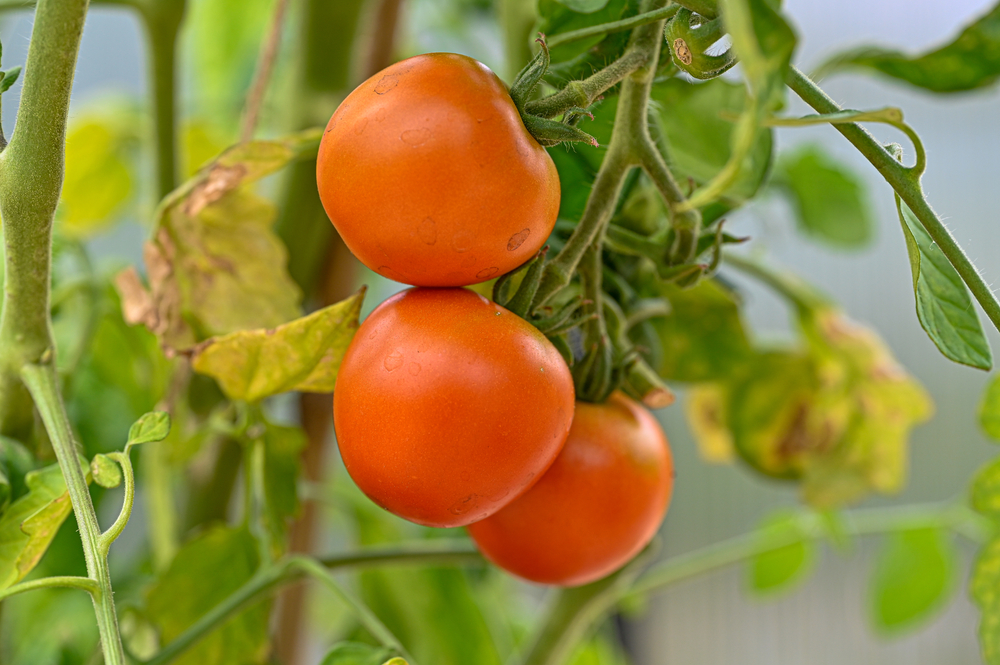 Dette hageavfallet kan redde tomatene dine i sommer – og gjøre dem større!