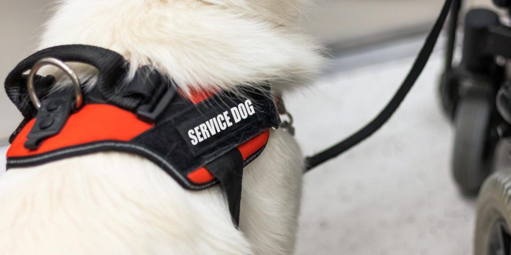 Bruden kritiseres: Forbyr søster å bringe servicehund fordi det stjeler hennes oppmerksomhet