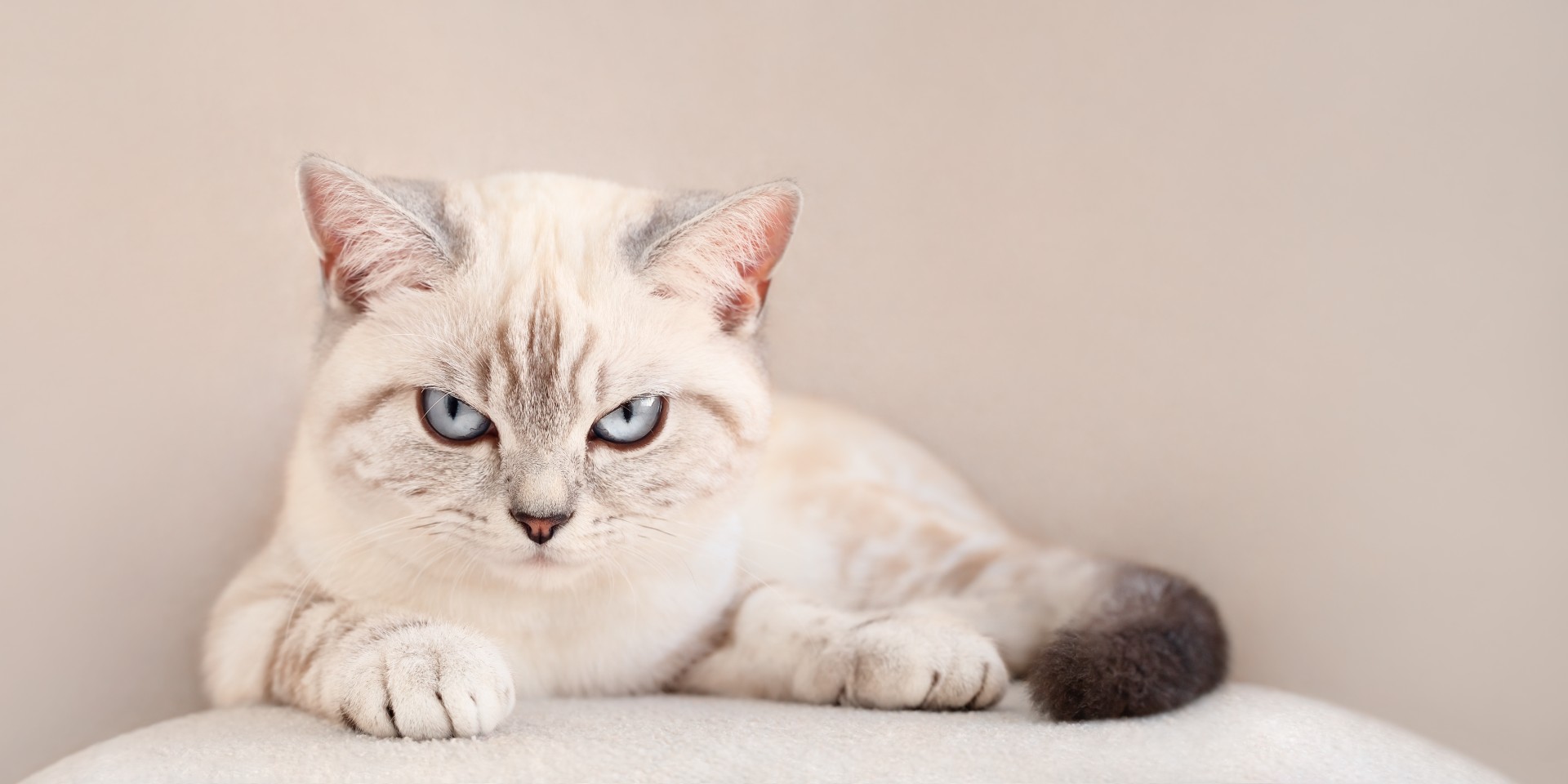 Planlegger du å ha katt? Dette må du huske