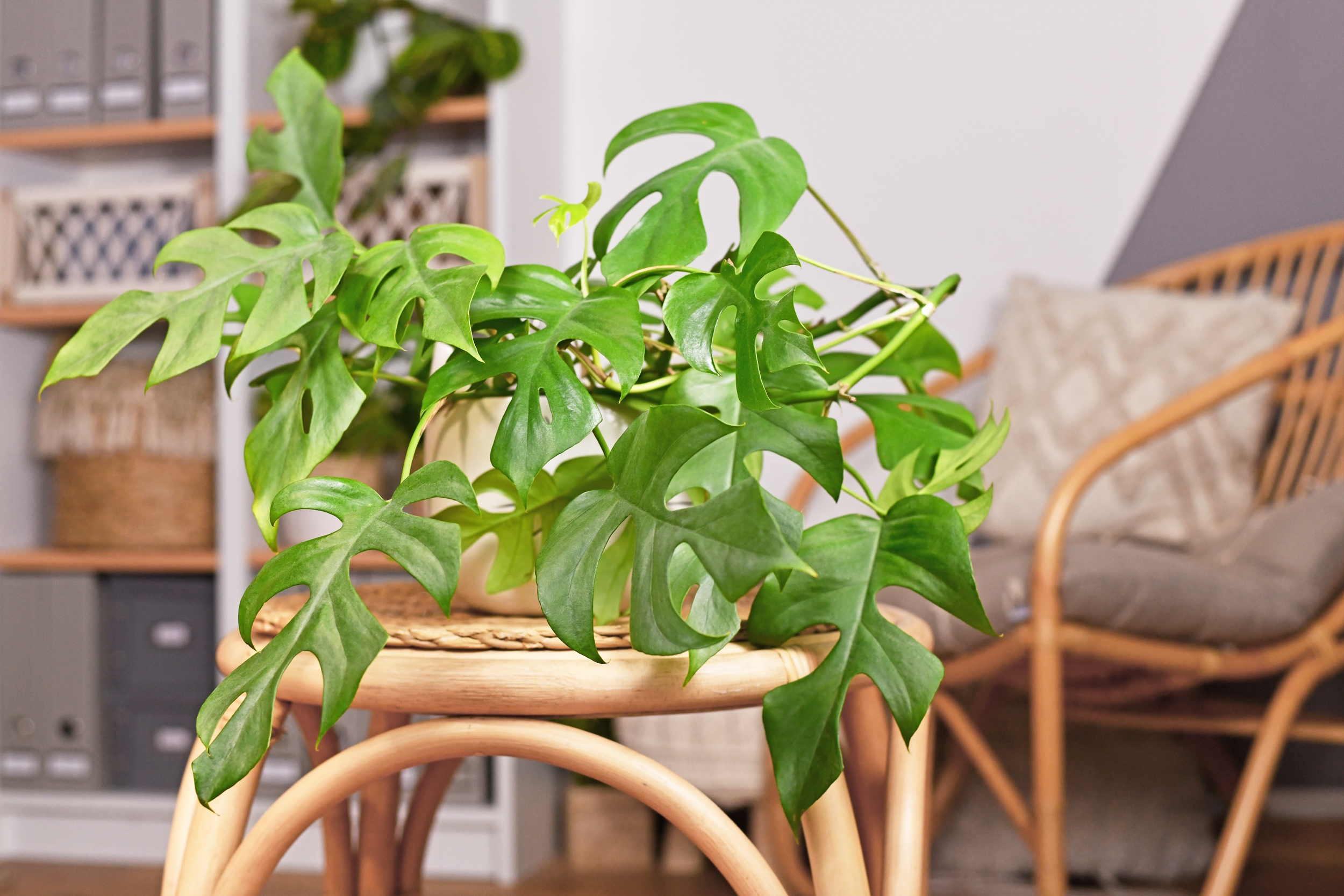 Disse plantene trender i år – har du dem allerede?