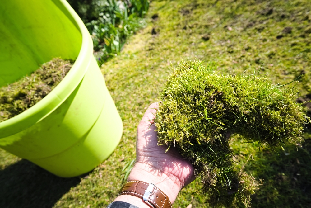Gammelt kjerringråd slår til: Fjerner mose fra plenen på bare 2 dager