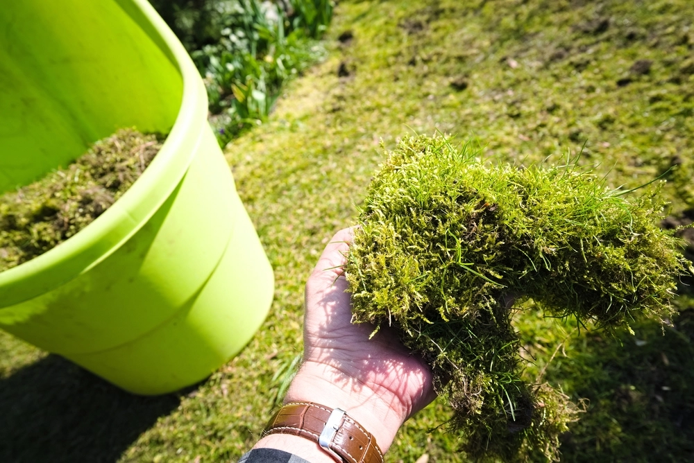 Gammelt kjerringråd slår til: Fjerner mose fra plenen på bare 2 dager