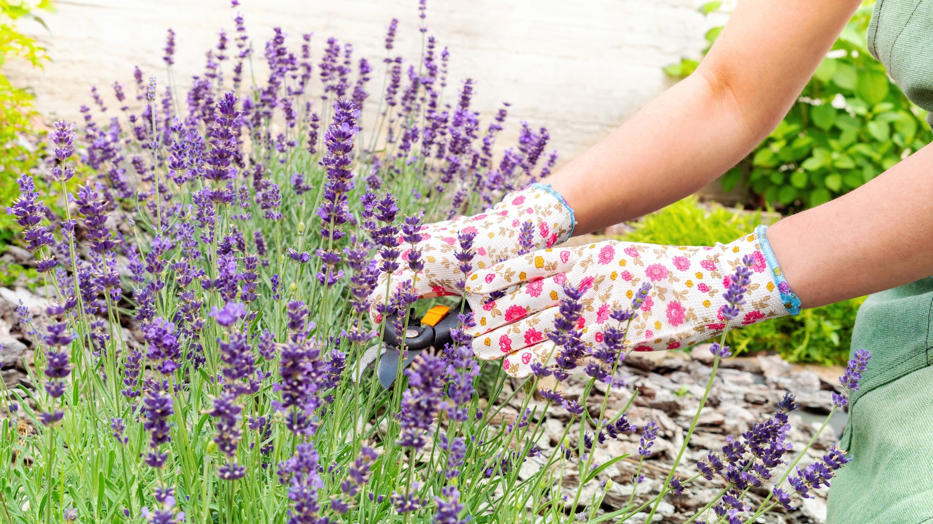 Lavendel vil blomstre rikelig hvis den vannes med disse tre naturlige ingrediensene én gang per sesong