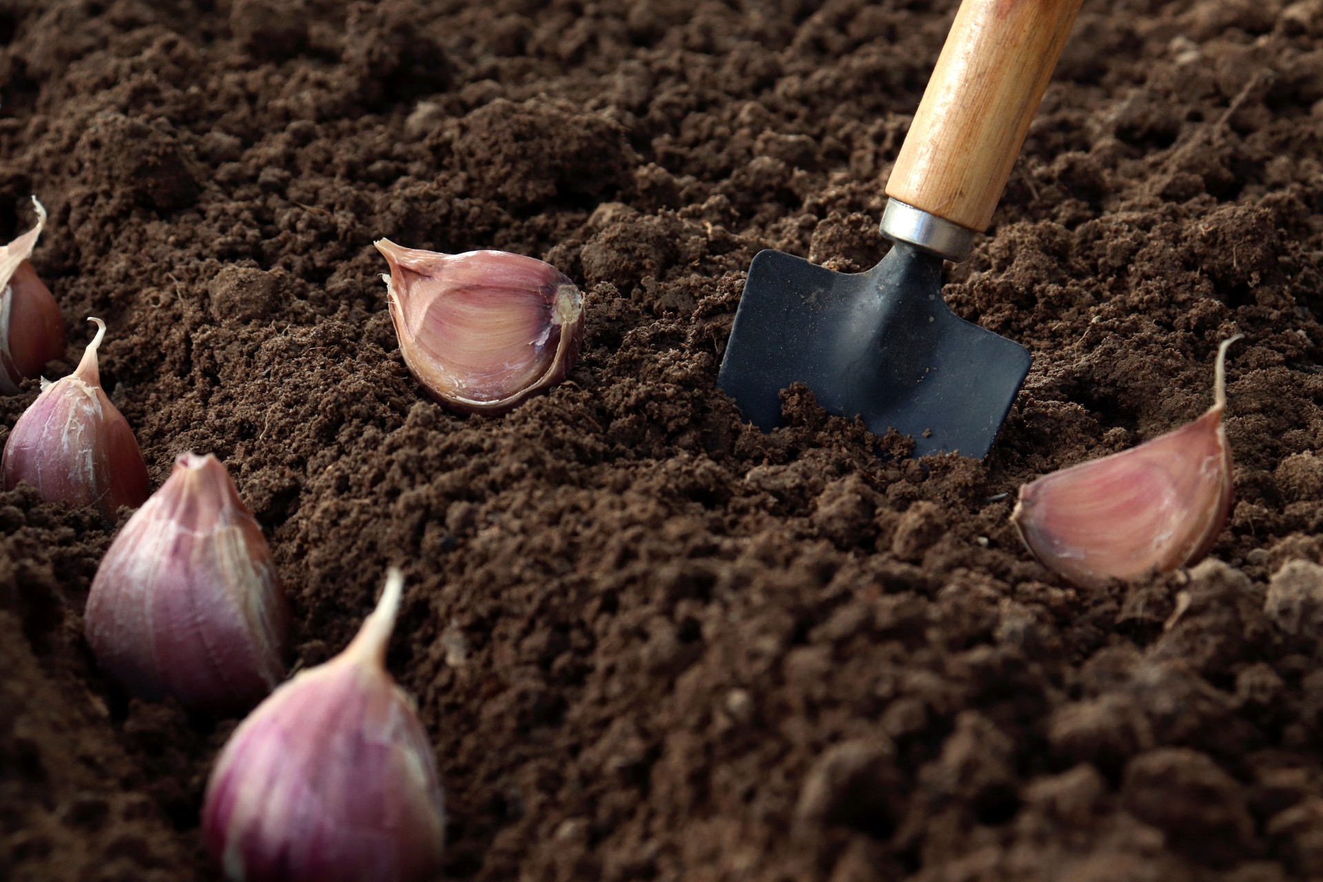 Nå er det perfekte tidspunktet å plante denne