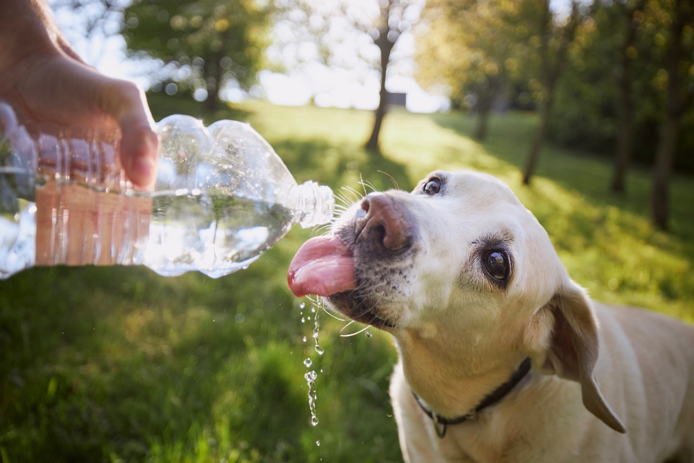 Dehydrert hund eller katt? Disse 4 tegnene kan redde livet deres