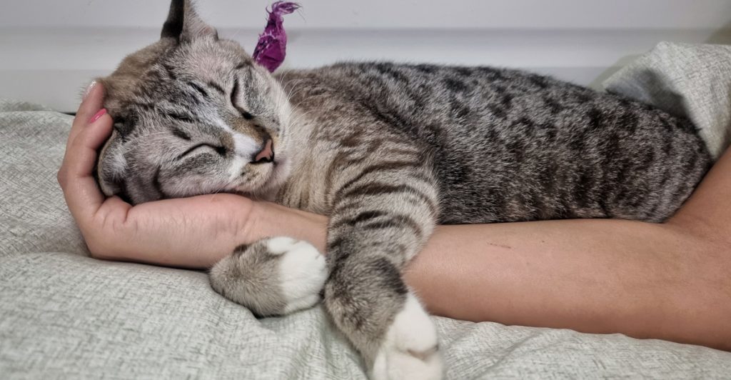 Veterinær forklarer: Slik velger en katt sin favorittperson