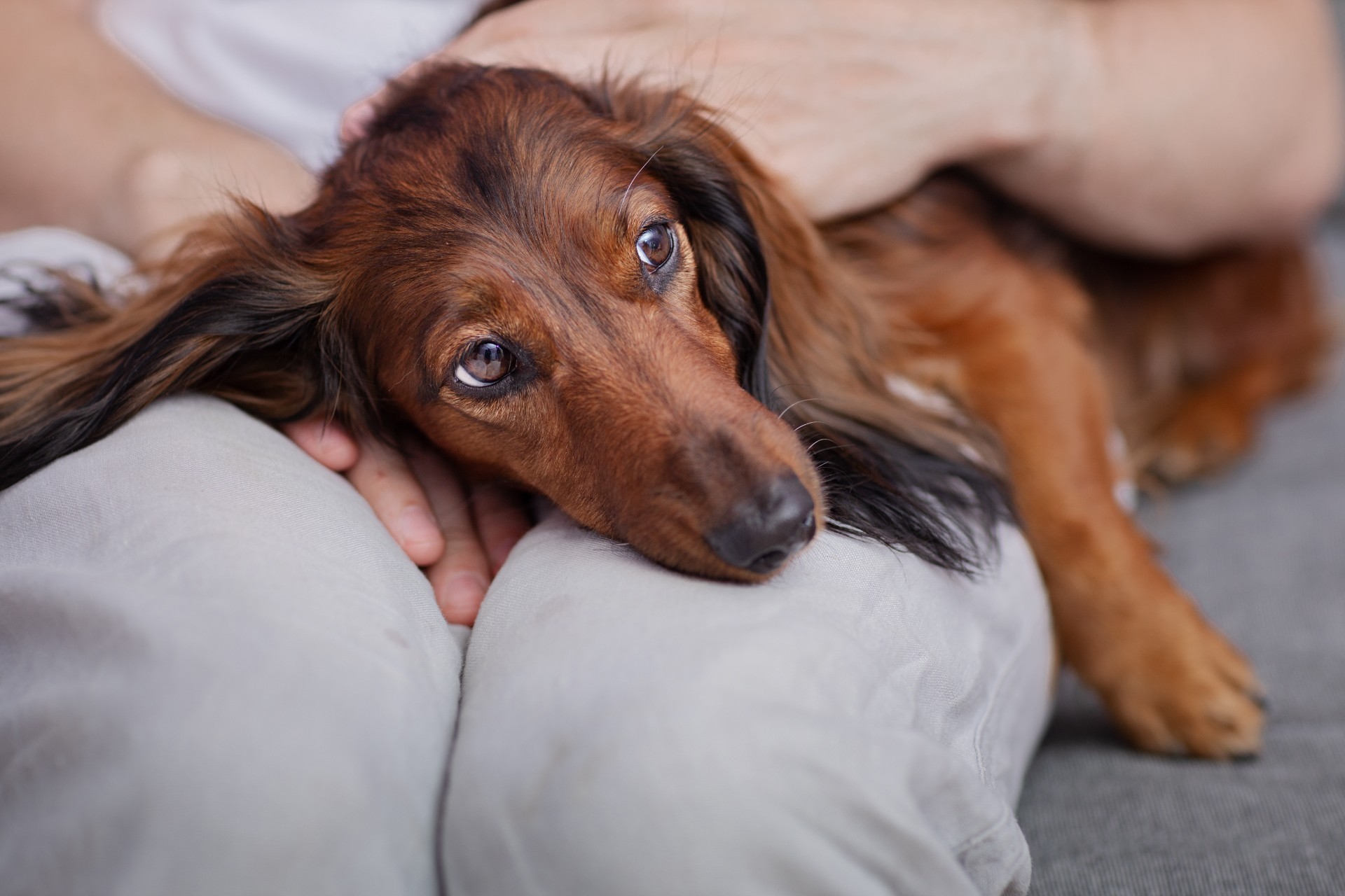 Tyggebein tilbakekalles: Hundeeiere advares mot «Varulv-syndrom» og dødsfall blant hunder