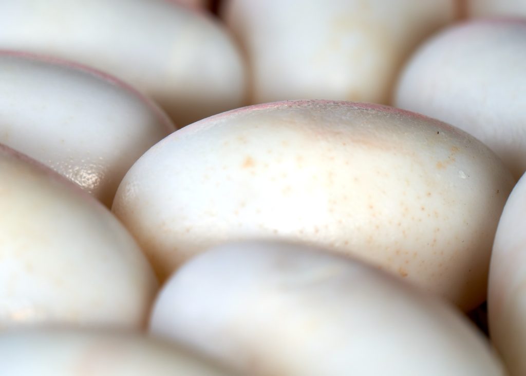 Stjal egg: 20 år etter kom politiet