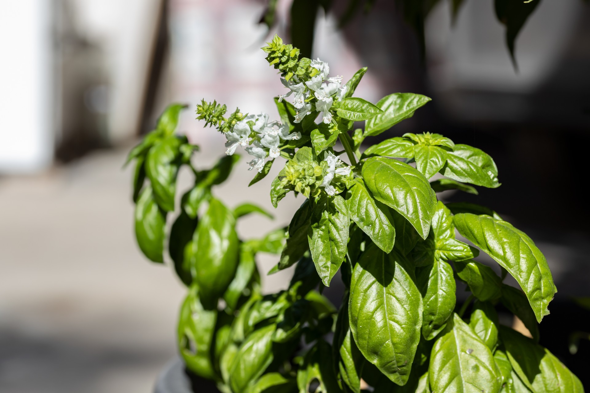 Slik får du en frodig basilikumplante med enkle teknikker