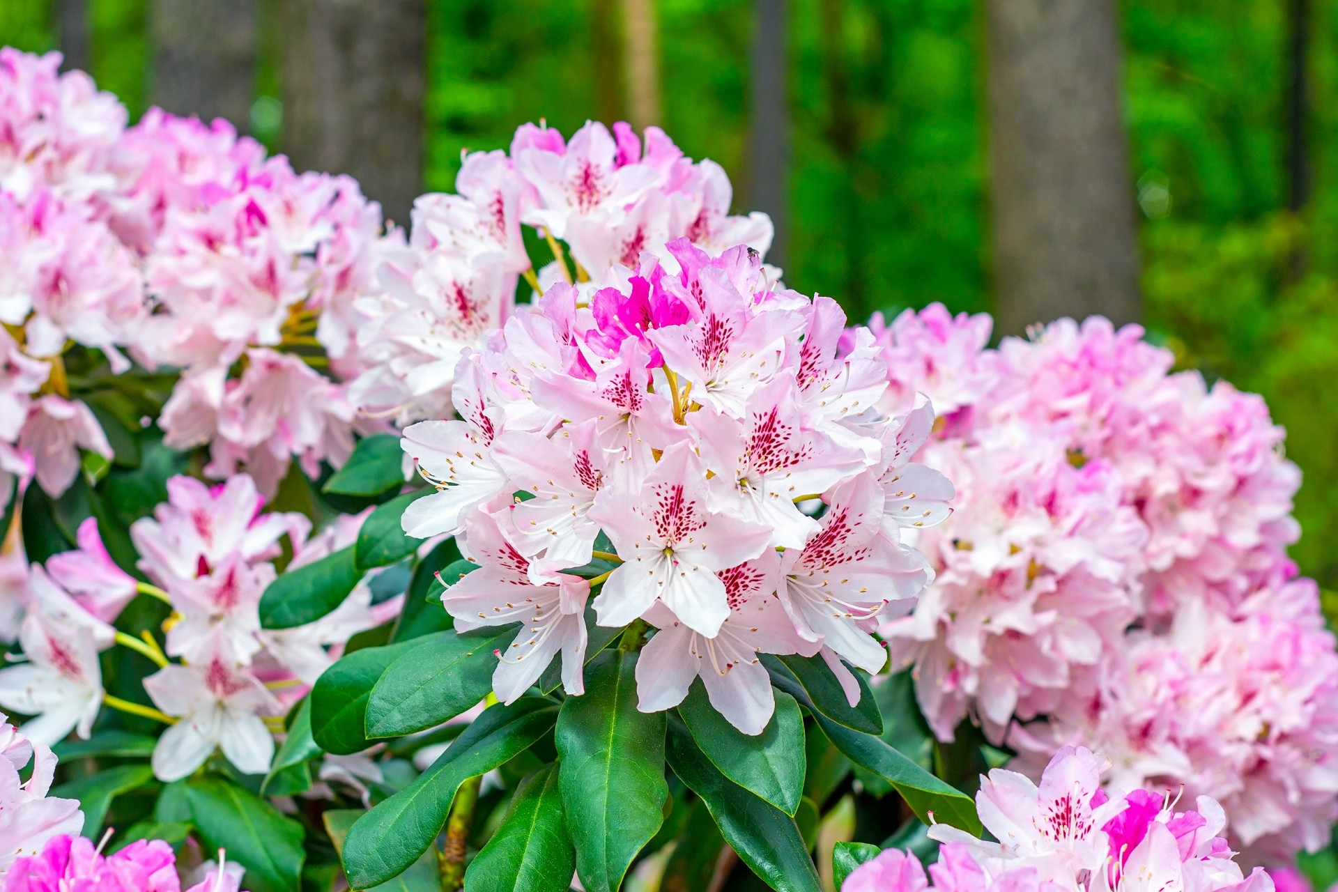 Vanligvis ville du bare kastet dette ut, men det kan faktisk gjøre underverker for rhododendronen