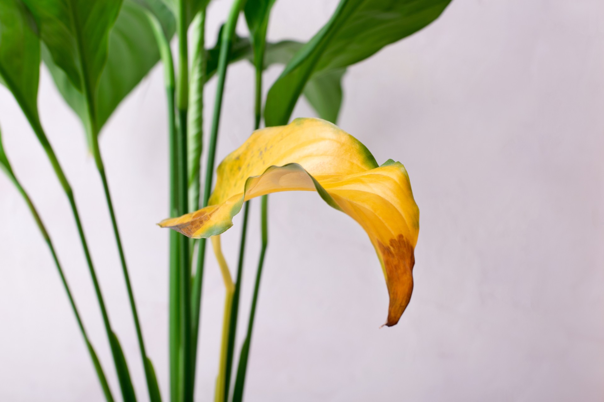 Dette gjør du hvis bladene på planten din er gule