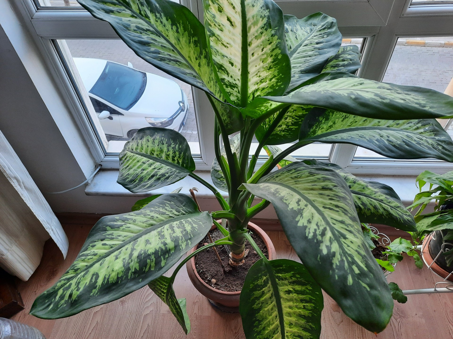 Slik tar du vare på plantene dine når du er bortreist – uten hjelp fra naboen