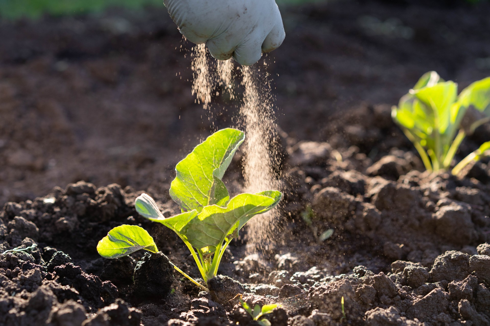 Dryss dette rundt plantene – og maurene er borte over natten